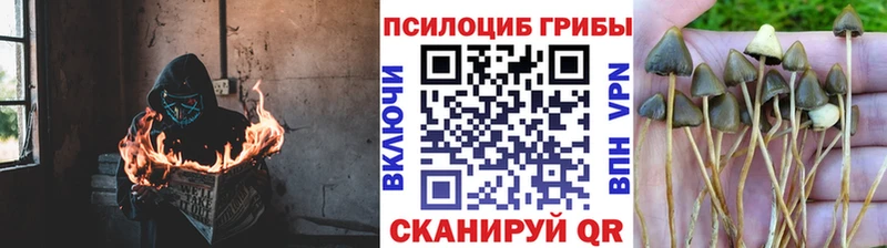 Галлюциногенные грибы Magic Shrooms Купить закладки Билибино